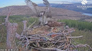 Dorcha is very quick to take her early morning breakfast from Louis the Loch Arkaig Osprey 26 Apr 20