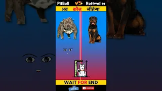 Pitbull Vs Rottweiler 😱 | अब कौन जीतेगा 🤯 | #youtubeshorts #viral #shortvideo #shorts #pitbull