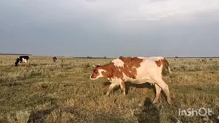 Магнитная ловушка.