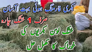 Alfalfa Hay Now Available In Pakistan || A Plus Quality Alfalfa hay