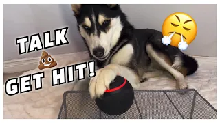 HUSKY Fights ALEXA! | (Almost Breaks Her)