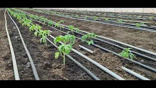 Висадка розсади томату та прямий посів огірка на другий оборот на @dtk6701