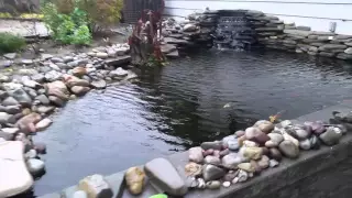 My koi pond