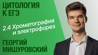 2.4. Хроматография и электрофорез | Цитология к ЕГЭ | Георгий Мишуровский