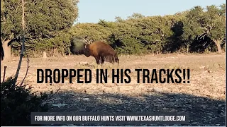 Hunter DROPS This Texas Bison IN HIS TRACKS!