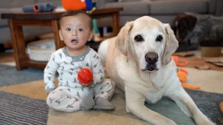 Growing Together: Heartwarming Bond of Learning and Sharing with Dogs and Baby