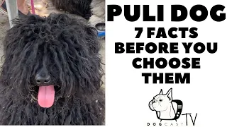 Before you buy a dog - THE PULI DOG - 7 facts to consider! DogCastTV!