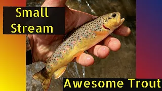 Michigan Trout Fishing. Tiny creek holds loads of fish!!!!