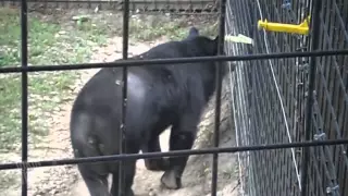 Bears Are the Best Compilation from the JukinVideo Vault