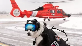 Aviation's Coolest working Dog: Tribute to K9 Piper