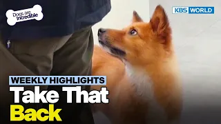 [Weekly Highlights] He Would've Been Put Down🐶💀 [Dogs Are Incredible] | KBS WORLD TV 231017