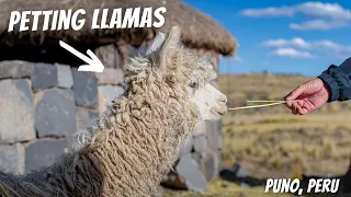 Things to do in Puno (EXPLORING SILLUSTANI & petting Llamas 🦙)