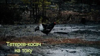 Тетерев-косач на току  (Black grouse on the current)