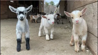 24 Curious goat kids!