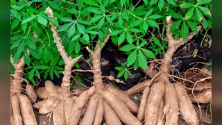 Become Rich In Less Than 6 Months From Growing High Yielding & Disease Resistant Cassava Stem |🇬🇭