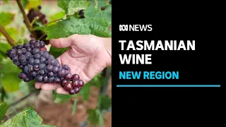 Could climate change turn North-West Tasmania into a wine destination | ABC News