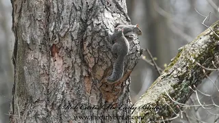 EASTERN GRAY SQUIRREL, Sciurus carolinensis, nest hole playing