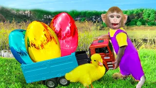 Baby Monkey KiKi Harvest COLORFUL EGGS with Ducklings | KUDO ANIMAL