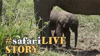 A baby elephant's struggle for life