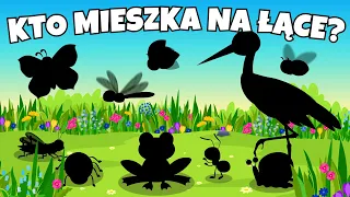 🐝 Zwierzęta na Łące - Film edukacyjny dla dzieci - Kto mieszka na łące? 🐝
