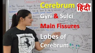 Cerebrum in Hindi | Structure | Functions | Main fissures Gyri | Sulci | lobes of cerebrum