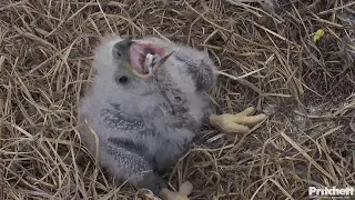 SWFL Eagles / A piece of fish is stuck in E23's throat🙁/ 08:02 / 2024-01-14