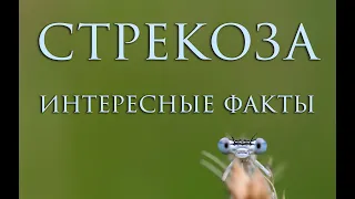 Стрекоза - самые интересные факты / Dragonfly - the most interesting facts