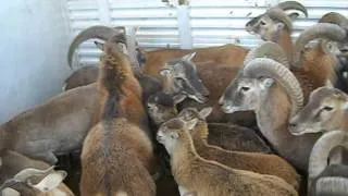 Mauna Kea Mouflon Sheep