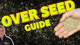 How to OVERSEED your lawn | Beginner diy lawn tips that WORK