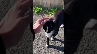 This cat jumps the fence to see me every time 😱