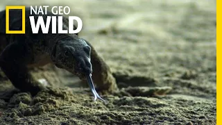 Two Lizards Battle For Food | Nat Geo Wild