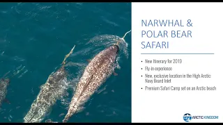 Narwhal Polar Bear Safari - Exclusive Fly-in Floe Edge | Webinar