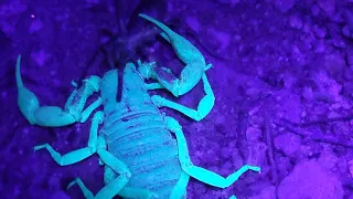 Wild Footage of Scorpion Vs Camel Spider