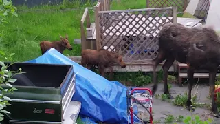 Mama Moose with two Babies