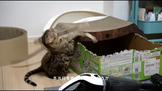 Cat Wreaking Havoc: Destruction of Home Furniture