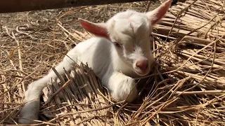 生後1日の子ヤギがかわいすぎる！