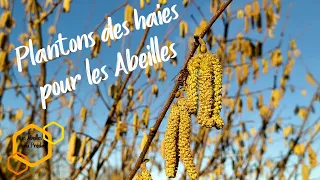 Plantons des haies pour les Abeilles #Apiculture