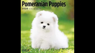 Mini Pomeranian 🔴 Funny and Cute Pomeranian Videos | Funny Puppy Videos 2020|| 2021|| #Youtubery