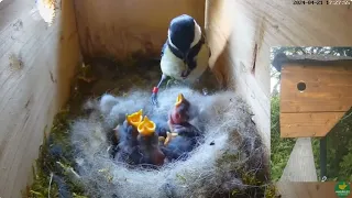 from 1 day to fledging great tits