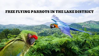OUR MACAW TURNS 3 IN STYLE | FREE FLYING PARROTS IN THE LAKE DISTRICT | SHELBY THE MACAW