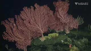 Live from the Deep: Explore the coral and sponge gardens of Sur Ridge