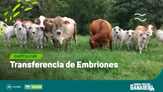 Cap 60 - Transferencia de Embriones #manualpracticoganadero