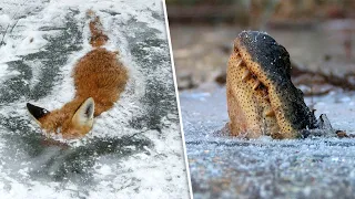 9 Tiere, die in der Zeit eingefroren wurden