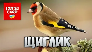 Щиглик. Зимуючі птахи України. Серія «Природне довкілля». Пізнаймо світ разом!