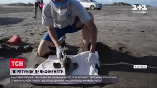 На аргентинському пляжі небайдужі врятували дельфінятко, яке викинуло на берег