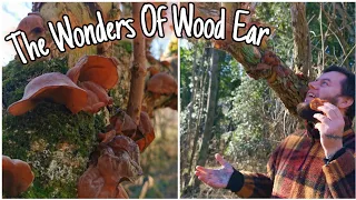 Wood/Jelly Ears - The Easy Edible Mushroom For Beginners 🍄 Identification, Recipe & History