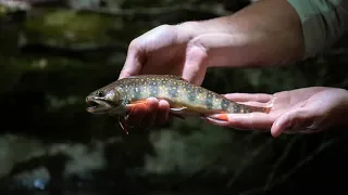 Brook Trout PARADISE | NC small stream fly fishing