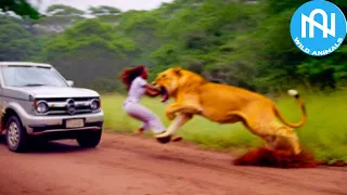 When Animals Go On A Rampage! Interesting Animal Moments CAUGHT ON CAMERA! #12