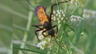 Tarantula vs. Tarantula Hawk