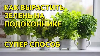 Как вырастить зелень на подоконнике. Выращивание зелени дома.